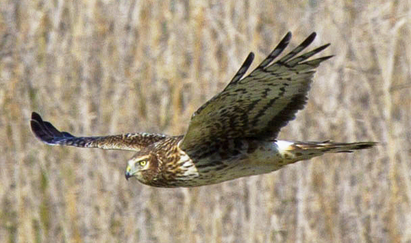 Red-tailed hawk displaying splayed, upturned wingtip feathers