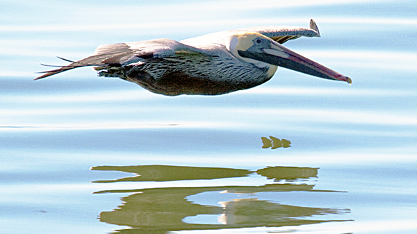 Brown pelican skimming