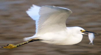 A Snowy egret fishing as a gull would fish