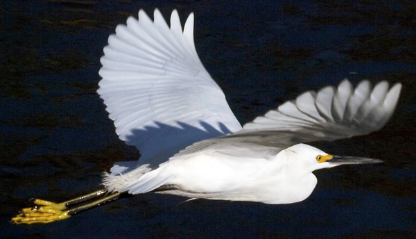 Soaring wingtip configuration on a snowy egret