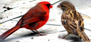 Cardinal and sparrow