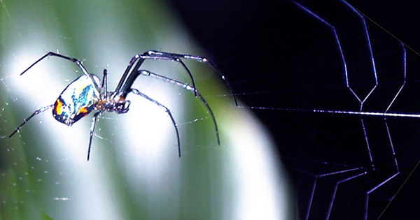 A spider in its web