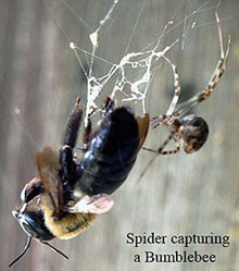 A spider capturing a bumblebee