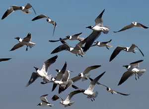 A swarm of gulls