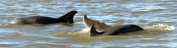 Three Galveston Bay dolphins