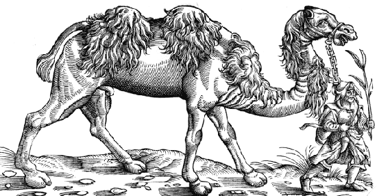 A very real (if imaginative) bactrian camel
