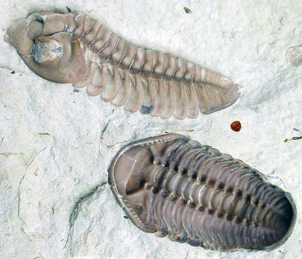 Top and Side views of a trilobite