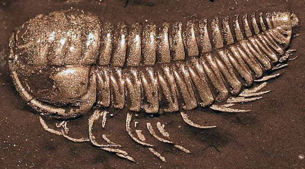 A rare trilobite fossile showing its legs
