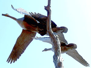 Two bronze geese