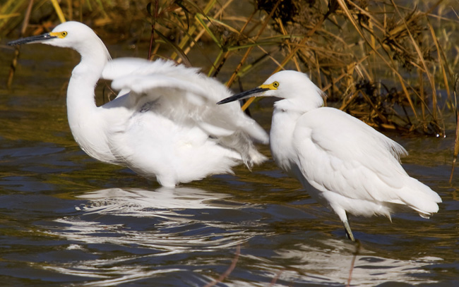 Two snowy egrets with plumage