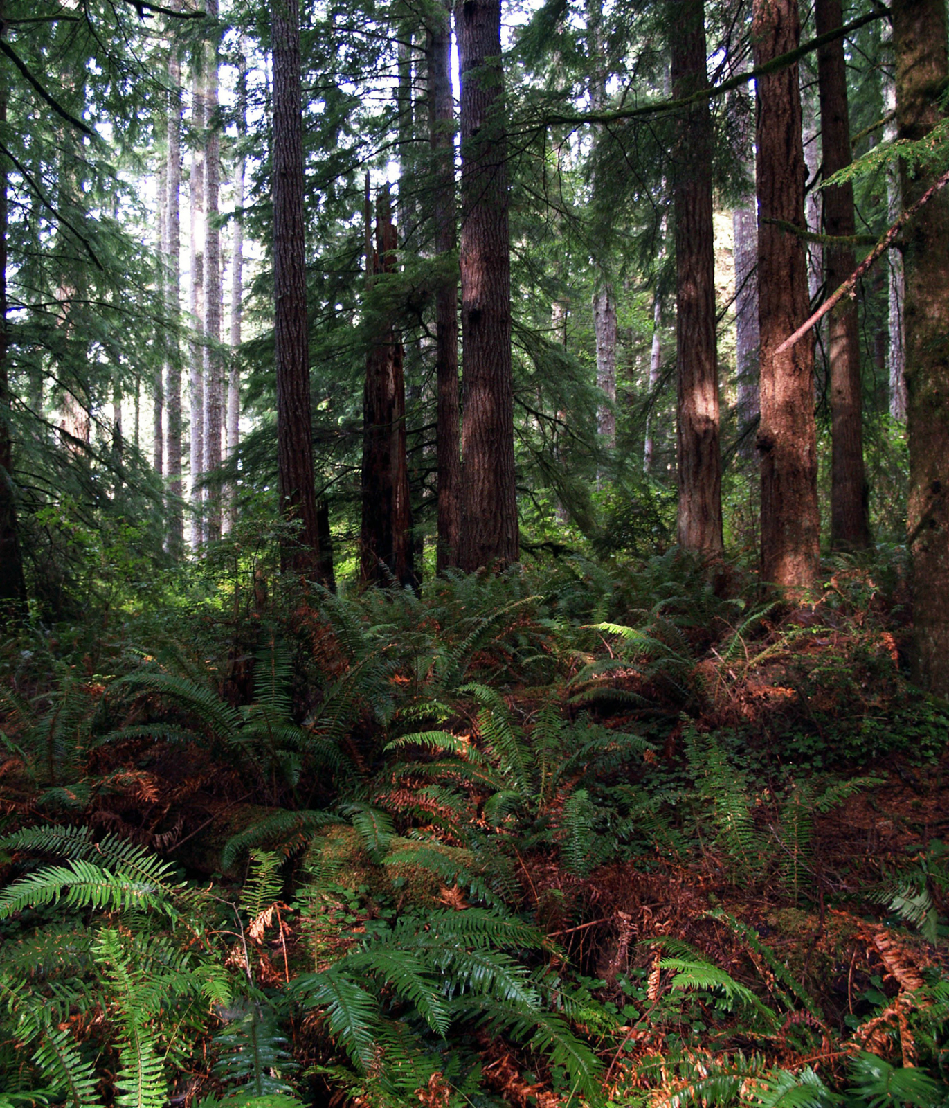 Typical coastal Oregon Forest
