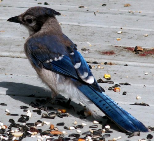 Another look at our well-fed jay