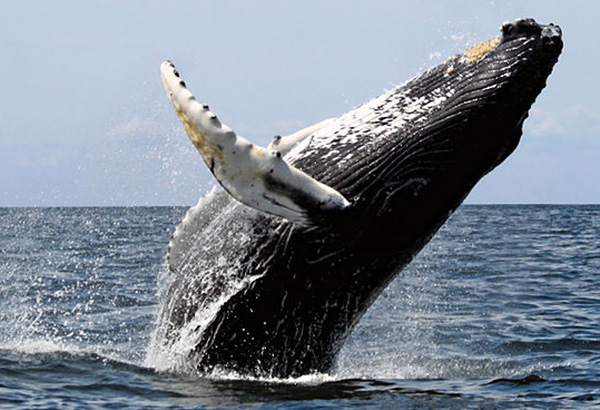 Whale Breaching and displaying its fin tubercles