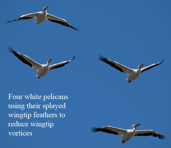 White pelicans with their wingtip feathers flared