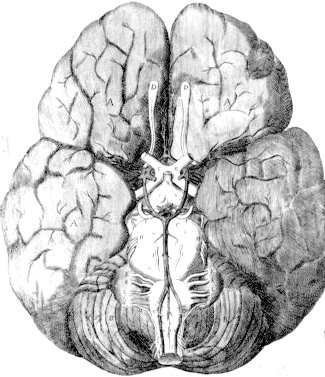 One of Christopher Wren's drawings of the circle of arteries in the human brain (done for Thomas Willis).