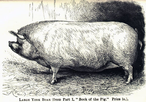 York boar