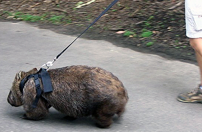 wombat walking on a leash